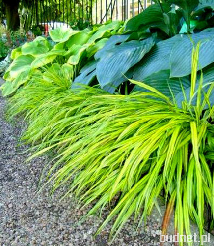 Hakonechloa smukła